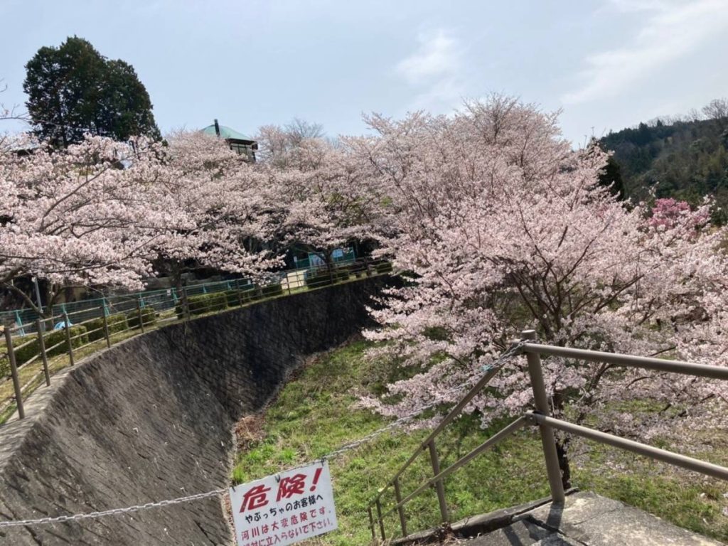 木津川桜危険